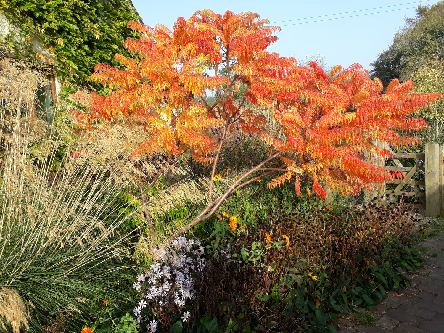 Garden featuring large sumac in autumn colours in foreground