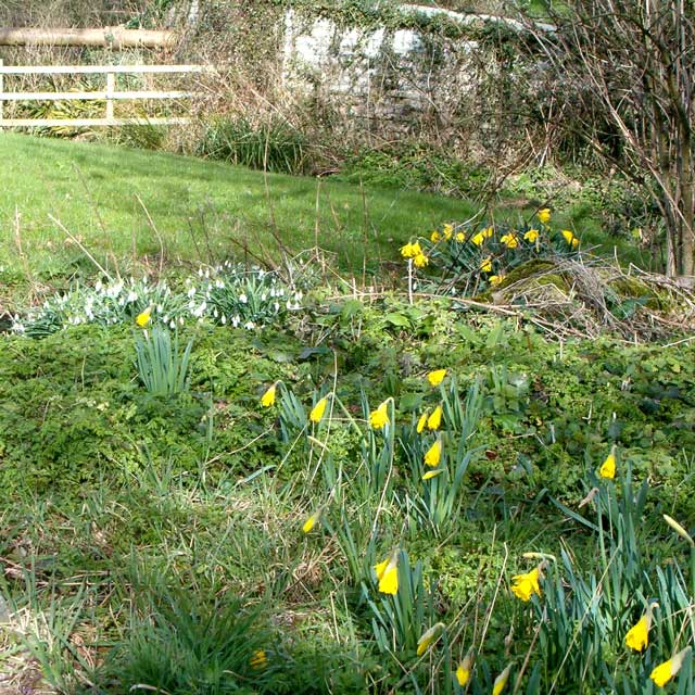 Snowdrops and hay meadow wildlife garden design in Barrow Gurney, Somerset