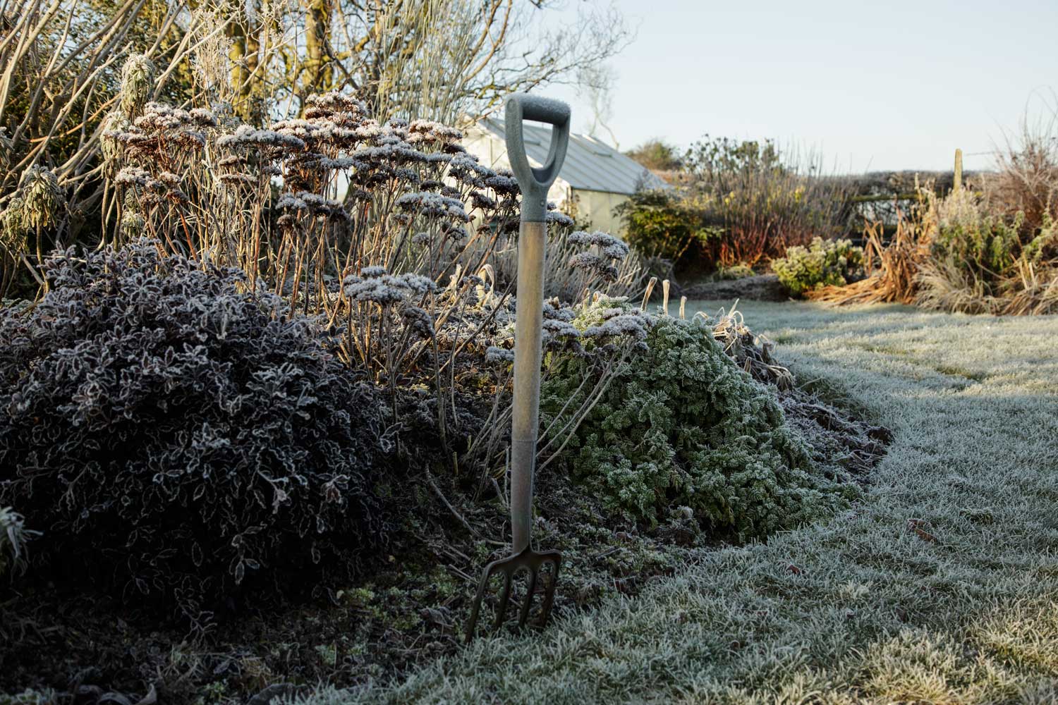 Garden in winter frost